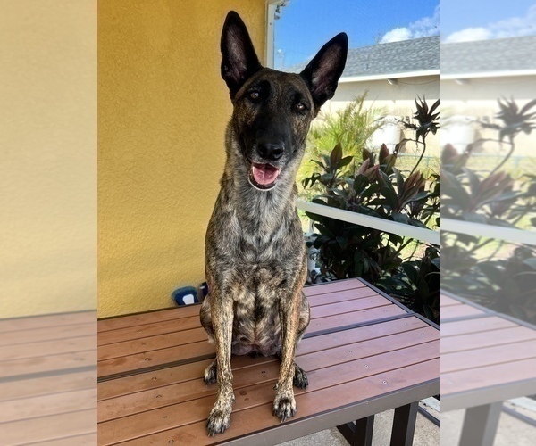 Medium Photo #1 Dutch Shepherd Dog Puppy For Sale in CAPE CORAL, FL, USA
