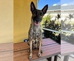 Small Photo #1 Dutch Shepherd Dog Puppy For Sale in CAPE CORAL, FL, USA