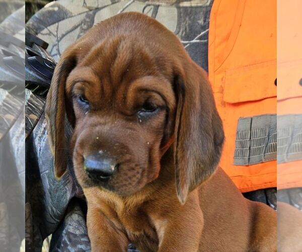 Medium Photo #1 Redbone Coonhound Puppy For Sale in DENVER, PA, USA
