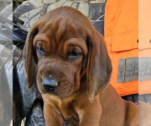 Redbone Coonhound Puppy for sale in DENVER, PA, USA