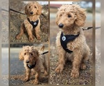 Image preview for Ad Listing. Nickname: Male puppy 1