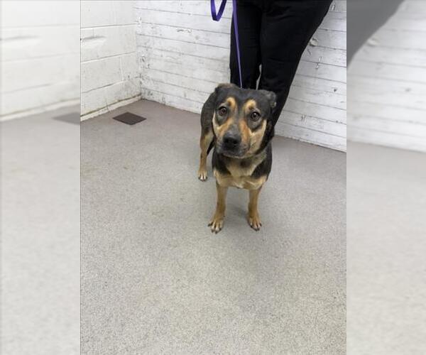 Medium Photo #1 German Shepherd Dog-Unknown Mix Puppy For Sale in San Bernardino, CA, USA