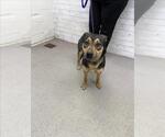 Small German Shepherd Dog Mix