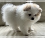 Small #3 Pomeranian
