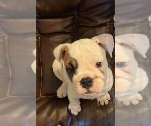 English Bulldog Puppy for sale in IMPERIAL BCH, CA, USA
