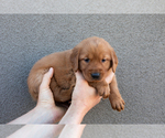 Puppy Orange Golden Retriever