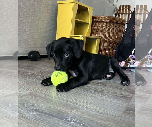 Medium Photo #6 Boston Terrier-Labrador Retriever Mix Puppy For Sale in Holly Springs, NC, USA
