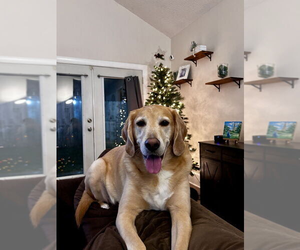 Medium Photo #3 American Foxhound-Golden Retriever Mix Puppy For Sale in St. Augustine, FL, USA