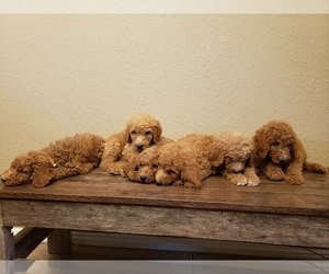 Poodle (Standard) Puppy for sale in CABOOL, MO, USA