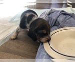 Small Photo #4 Beagle Puppy For Sale in FORT DODGE, IA, USA