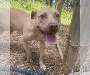 Mutt Dogs for adoption in Rockville, MD, USA