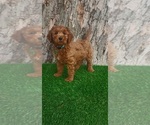 Small #4 Goldendoodle (Miniature)