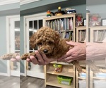 Puppy Precious Poodle (Toy)