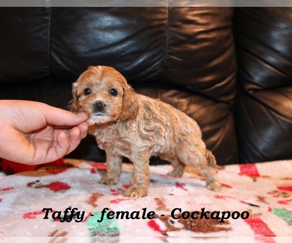 Medium Photo #1 Cockapoo (Miniature) Puppy For Sale in CLARKRANGE, TN, USA