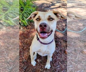 Honey Pie - Female Mutt Dog for Adoption - Photo #3