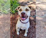 Small #2 American Pit Bull Terrier Mix