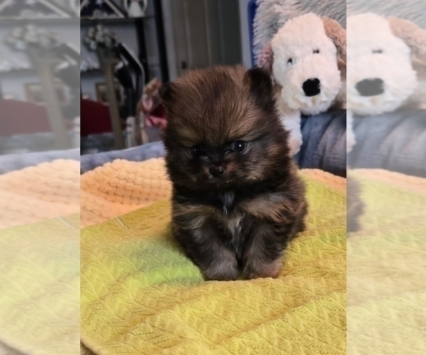 Medium Photo #6 Pomeranian Puppy For Sale in MENIFEE, CA, USA