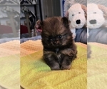 Small Photo #12 Pomeranian Puppy For Sale in MENIFEE, CA, USA