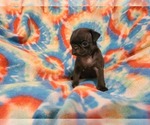 Puppy Delilah Pug