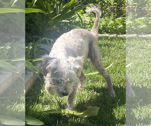 Medium Photo #4 Poodle (Miniature)-Unknown Mix Puppy For Sale in Corona, CA, USA