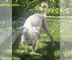 Small #3 Poodle (Miniature) Mix
