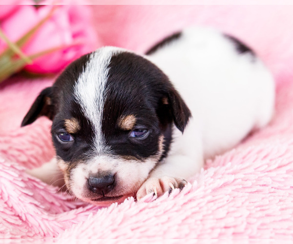 Medium Photo #4 Fox Terrier (Smooth)-Fox Terrier (Toy) Mix Puppy For Sale in WAKARUSA, IN, USA