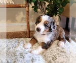 Puppy Fawkes Aussiedoodle Miniature -Miniature Bernedoodle Mix