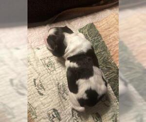 English Springer Spaniel Puppy for sale in CALHAN, CO, USA