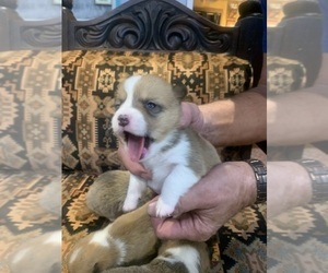 Pembroke Welsh Corgi Puppy for sale in BLANKET, TX, USA