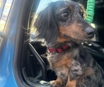 Small Photo #1 Dachshund Puppy For Sale in LUMBERTON, NC, USA