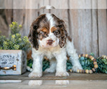 Small #1 Cocker Spaniel