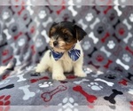Small #4 Yorkshire Terrier