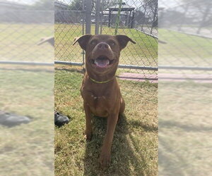 HAZEL - Female American Pit Bull Terrier-Unknown Mix Dog for Adoption - Photo #2