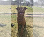 Small #1 American Pit Bull Terrier Mix
