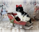Small Photo #8 Poodle (Standard) Puppy For Sale in CONCORD, NC, USA
