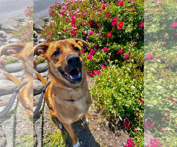 Medium Photo #6 Mutt Puppy For Sale in Salinas, CA, USA