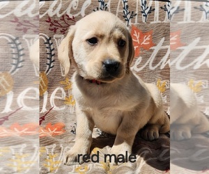 Golden Retriever Puppy for sale in BLOOMSBURG, PA, USA