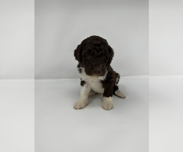 Medium Photo #3 Labradoodle-Labrador Retriever Mix Puppy For Sale in KENLY, NC, USA