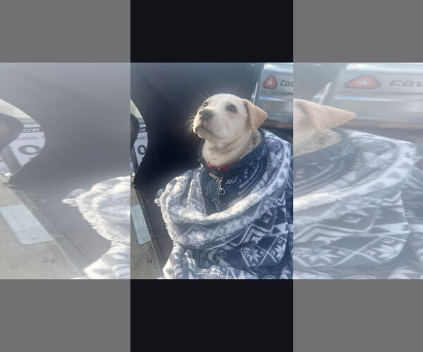 Medium Photo #4 Labrador Retriever-Unknown Mix Puppy For Sale in NYC, NY, USA