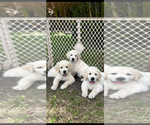 Small Photo #11 English Cream Golden Retriever Puppy For Sale in PORT SAINT LUCIE, FL, USA