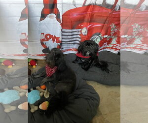 Shih Tzu-Unknown Mix Dogs for adoption in Valrico, FL, USA