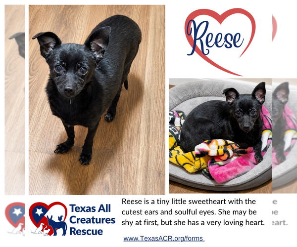 Medium Photo #1 Chihuahua-Unknown Mix Puppy For Sale in Lillian, TX, USA