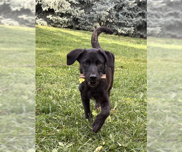 Medium Photo #7 Mutt Puppy For Sale in Sandy, UT, USA