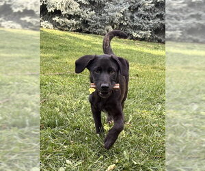 Dukke - Male Mutt Dog for Adoption - Photo #7