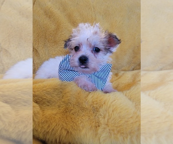 Medium Photo #2 Morkie Puppy For Sale in OTTAWA, OH, USA