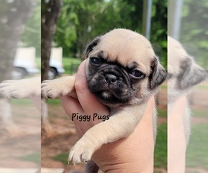 Pug Puppy for sale in OLIN, NC, USA