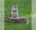 Puppy 3 Siberian Husky