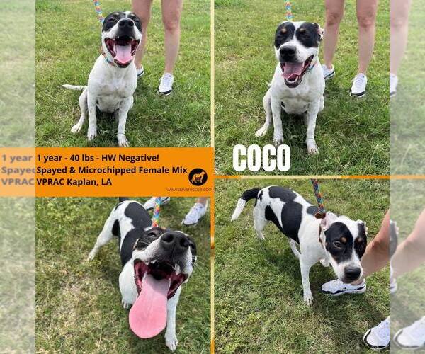 Medium Photo #5 American Pit Bull Terrier Puppy For Sale in Oakhurst, NJ, USA