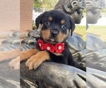 Small Photo #3 Rottweiler Puppy For Sale in TAMPA, FL, USA