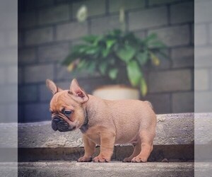 French Bulldog Puppy for sale in RAY, OH, USA